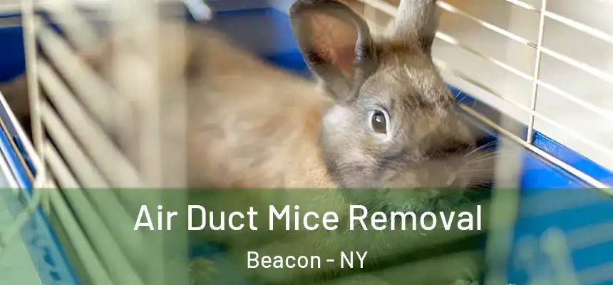 Air Duct Mice Removal Beacon - NY